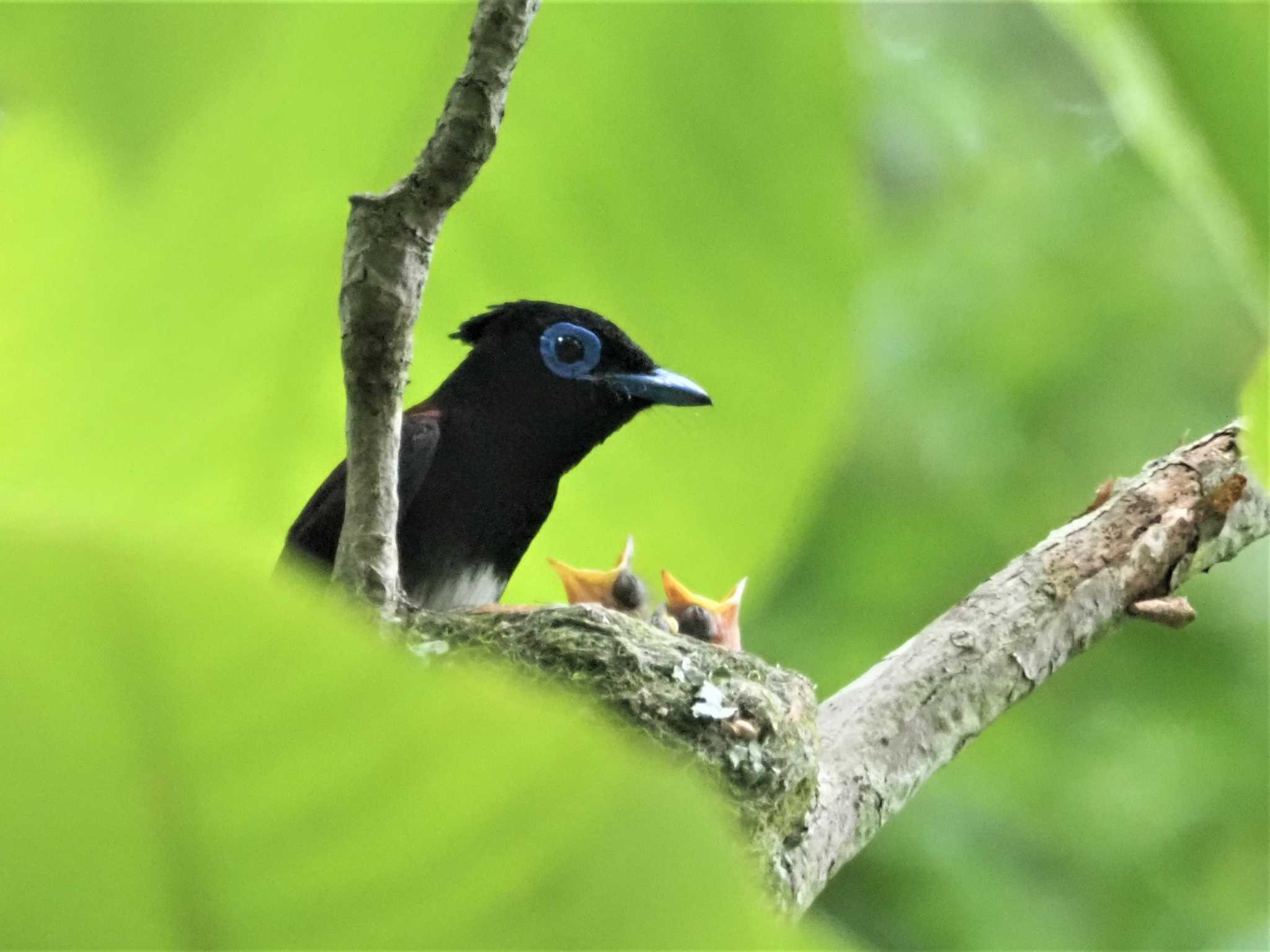 岐阜県 サンコウチョウの写真 by KazuIson