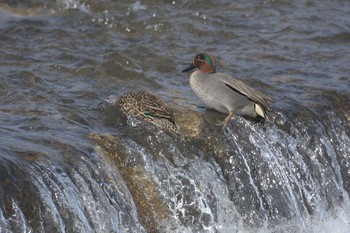 Eurasian Teal 京都市鴨川公園 Sat, 3/25/2017