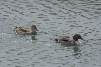 Northern Pintail 京都市鴨川公園 Sat, 3/25/2017