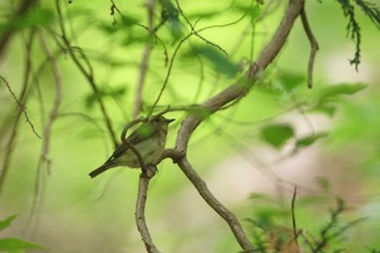 キビタキ 陣馬山 2021年6月12日(土)