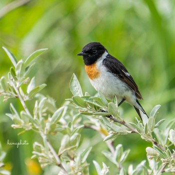 Amur Stonechat 北海道 Fri, 6/25/2021