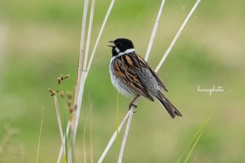 Common Reed Bunting 北海道 Fri, 6/25/2021