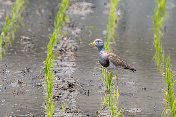 Grey-headed Lapwing 明石市大久保町 Sun, 6/20/2021