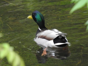 マガモ 屯田防風林 2021年5月23日(日)