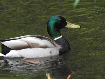 マガモ 屯田防風林 2021年5月23日(日)