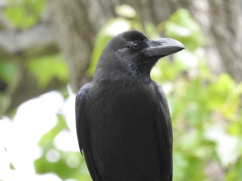 ハシブトガラス 屯田防風林 2021年5月23日(日)