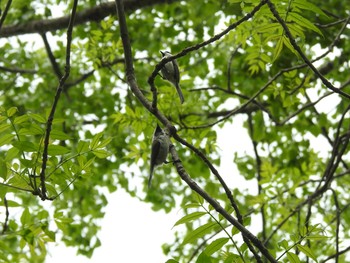 ハシブトガラ 屯田防風林 2021年5月23日(日)