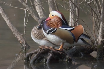 Mandarin Duck 京都市宝ヶ池公園 Sat, 3/25/2017