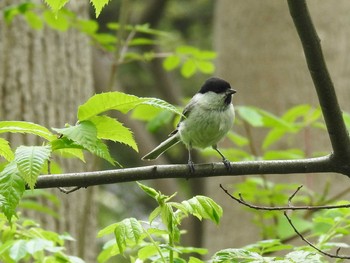 ハシブトガラ 屯田防風林 2021年5月23日(日)