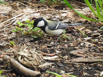 シジュウカラ 屯田防風林 2021年5月23日(日)