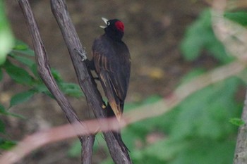 2021年7月2日(金) 福井緑地(札幌市西区)の野鳥観察記録