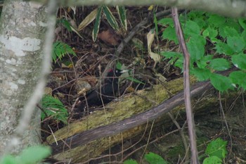 クマゲラ 福井緑地(札幌市西区) 2021年7月2日(金)