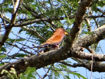 Broad-billed Roller