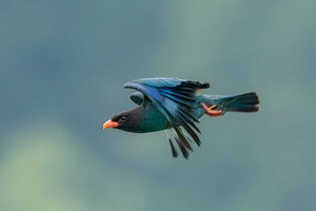 Oriental Dollarbird 岡山県吉備中央町 Wed, 6/23/2021