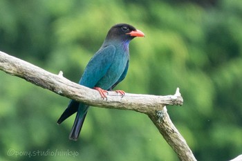 Oriental Dollarbird 岡山県吉備中央町 Thu, 6/24/2021