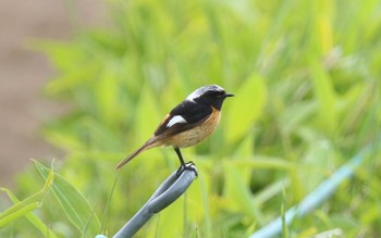 ジョウビタキ 長野県 2021年6月20日(日)