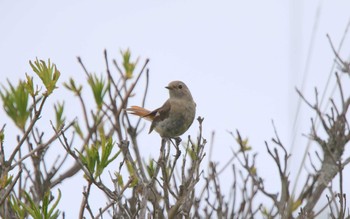 ジョウビタキ 長野県 2021年6月20日(日)