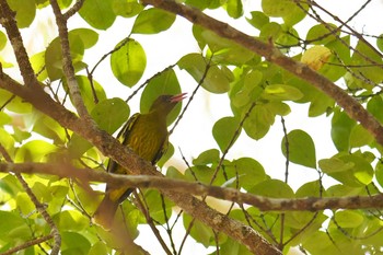 Green Oriole Lake Field National Park Sat, 10/19/2019