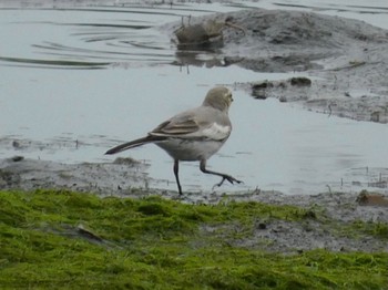 ハクセキレイ 東京港野鳥公園 2021年6月26日(土)