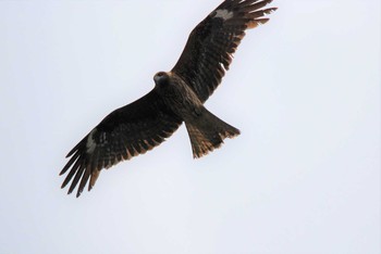 Red Kite 新潟県下越地方 Sat, 5/29/2021