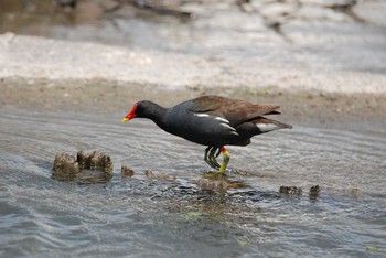 バン 新潟県下越地方 2021年5月29日(土)