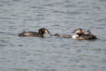 カンムリカイツブリ 新潟県下越地方 2021年5月29日(土)