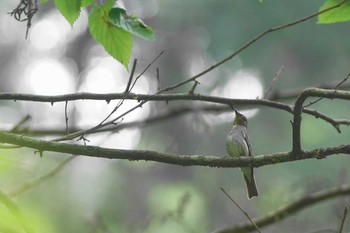 オオルリ 陣馬山 2021年6月12日(土)