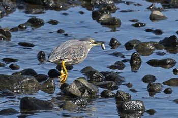 Striated Heron 相模川 Thu, 6/17/2021