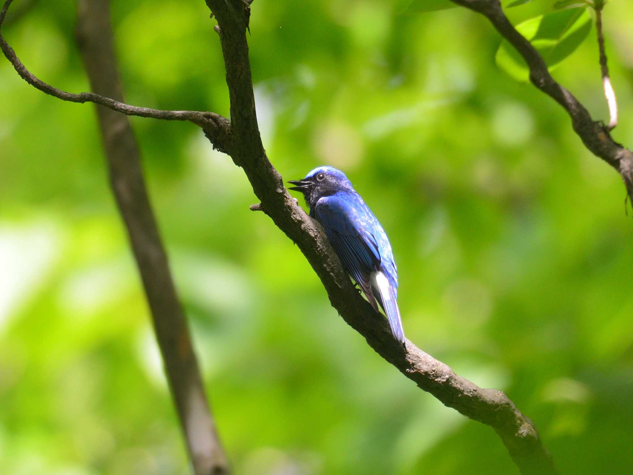 Blue-and-white Flycatcher