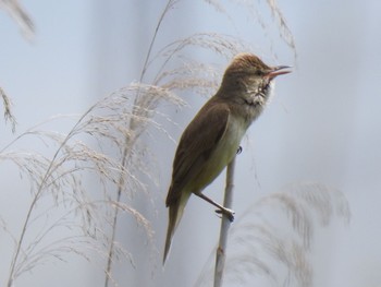 2021年6月28日(月) 小吹水源地公園の野鳥観察記録