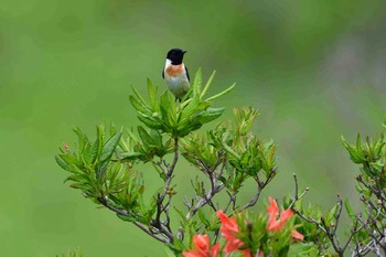 Amur Stonechat 霧ケ峰 Fri, 7/7/2017