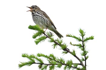 Olive-backed Pipit 霧ケ峰 Fri, 7/7/2017