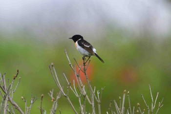 Amur Stonechat 霧ケ峰 Fri, 7/7/2017