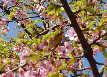 メジロ 代々木公園 2017年2月25日(土)