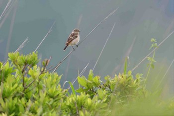 Amur Stonechat 霧ケ峰 Fri, 7/7/2017