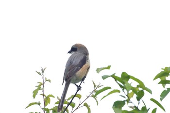 Bull-headed Shrike 霧ケ峰 Fri, 7/7/2017