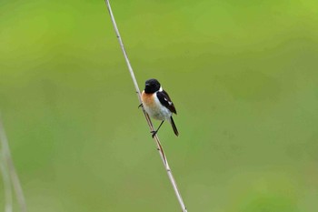 Amur Stonechat 霧ケ峰 Fri, 7/7/2017