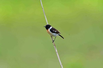 Amur Stonechat 霧ケ峰 Fri, 7/7/2017