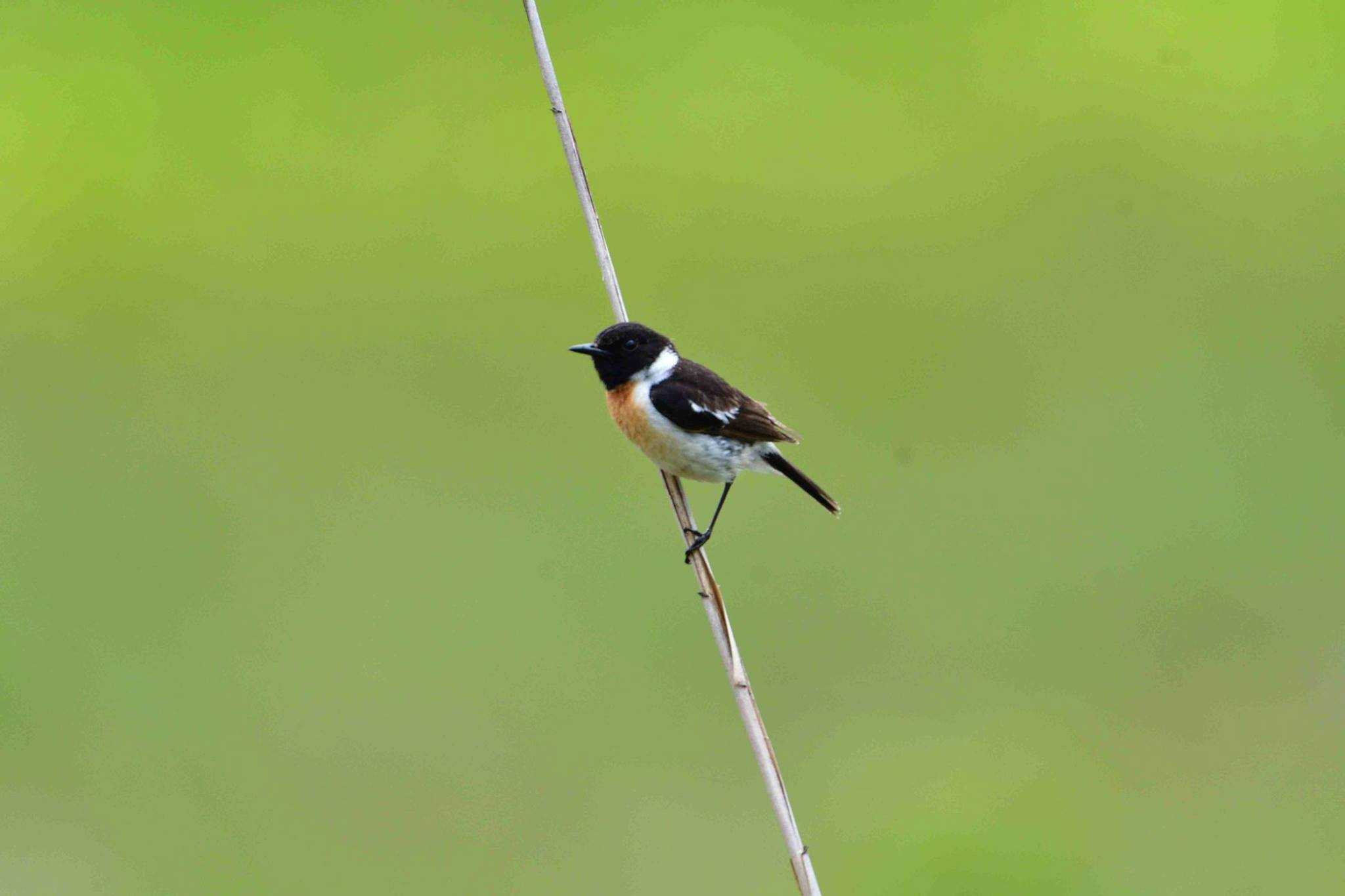 Photo of Amur Stonechat at 霧ケ峰 by やなさん