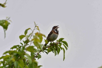 Chestnut-eared Bunting 霧ケ峰 Fri, 7/7/2017