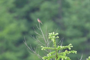 Meadow Bunting 霧ケ峰 Fri, 7/7/2017