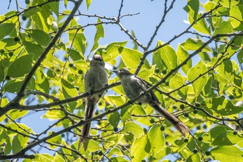 Long-tailed Tit 明石市金ケ崎公園 Mon, 6/21/2021