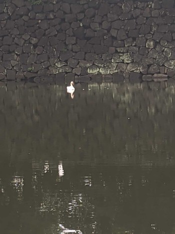 2021年7月1日(木) 皇居東御苑の野鳥観察記録