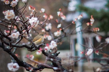 ルリビタキ 道明寺天満宮 2017年3月26日(日)