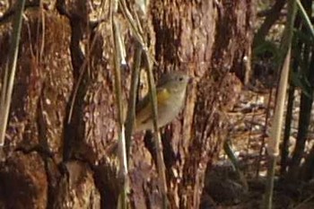 Red-flanked Bluetail Kyoto Gyoen Sat, 3/18/2017