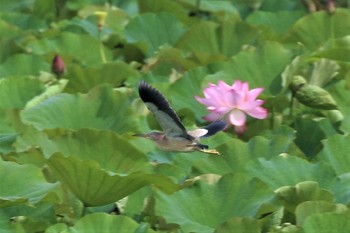 ヨシゴイ 兵庫県明石市 2021年7月3日(土)