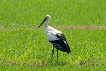 コウノトリ 鳥取気高日光 2021年6月23日(水)