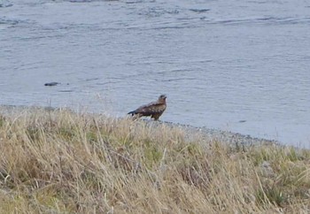 Black Kite 鴨川 Sat, 3/18/2017