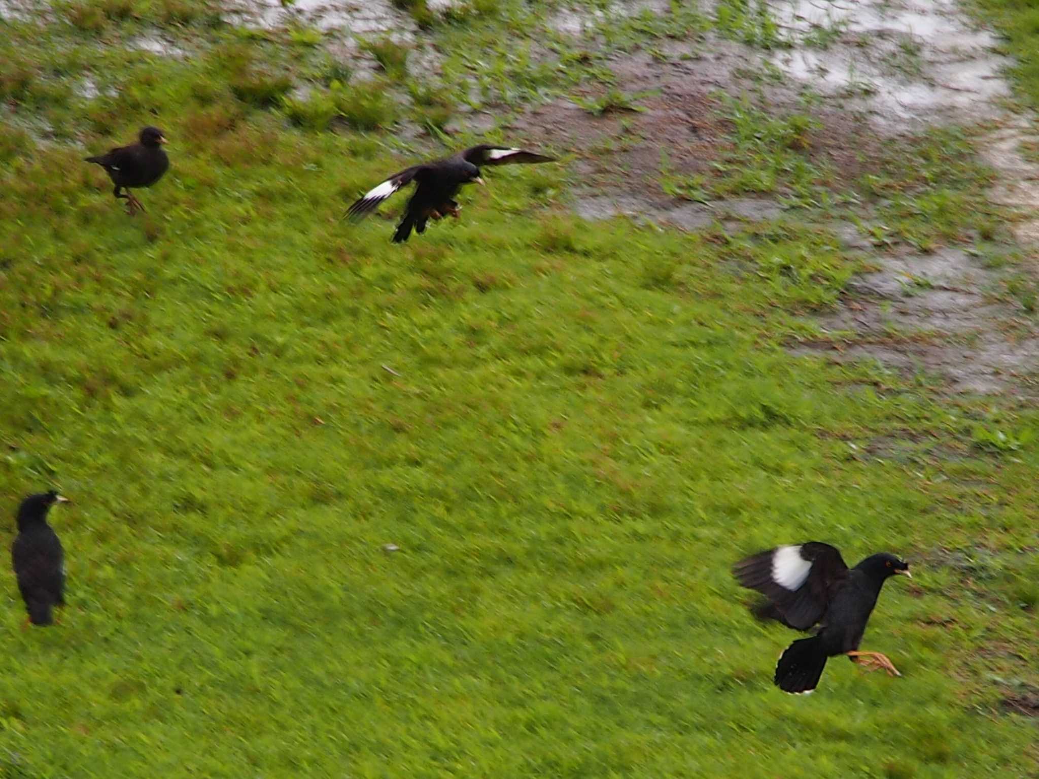 平戸永谷川(横浜市) ハッカチョウの写真 by 塩昆布長