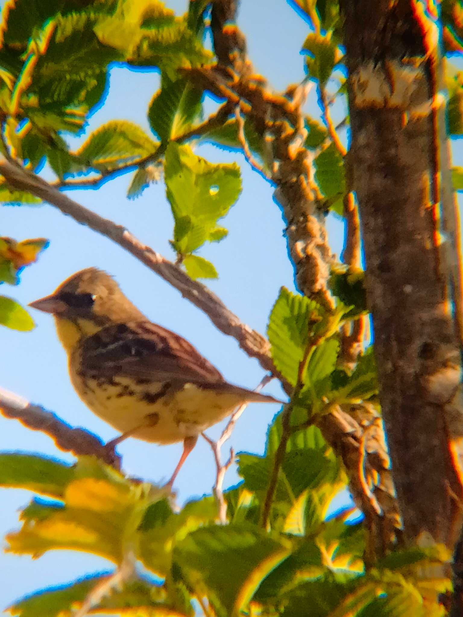 Masked Bunting